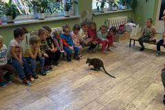 Odlotowe pokazy - Mini Kangur