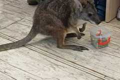 Zdjecie-WhatsApp-2025-10-29-o-16.04.48_7cee15b2