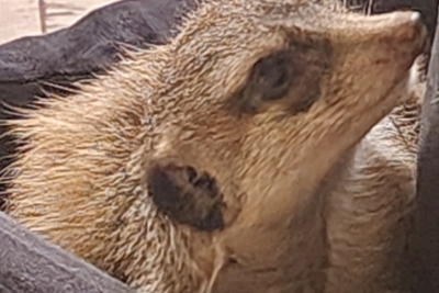 s6