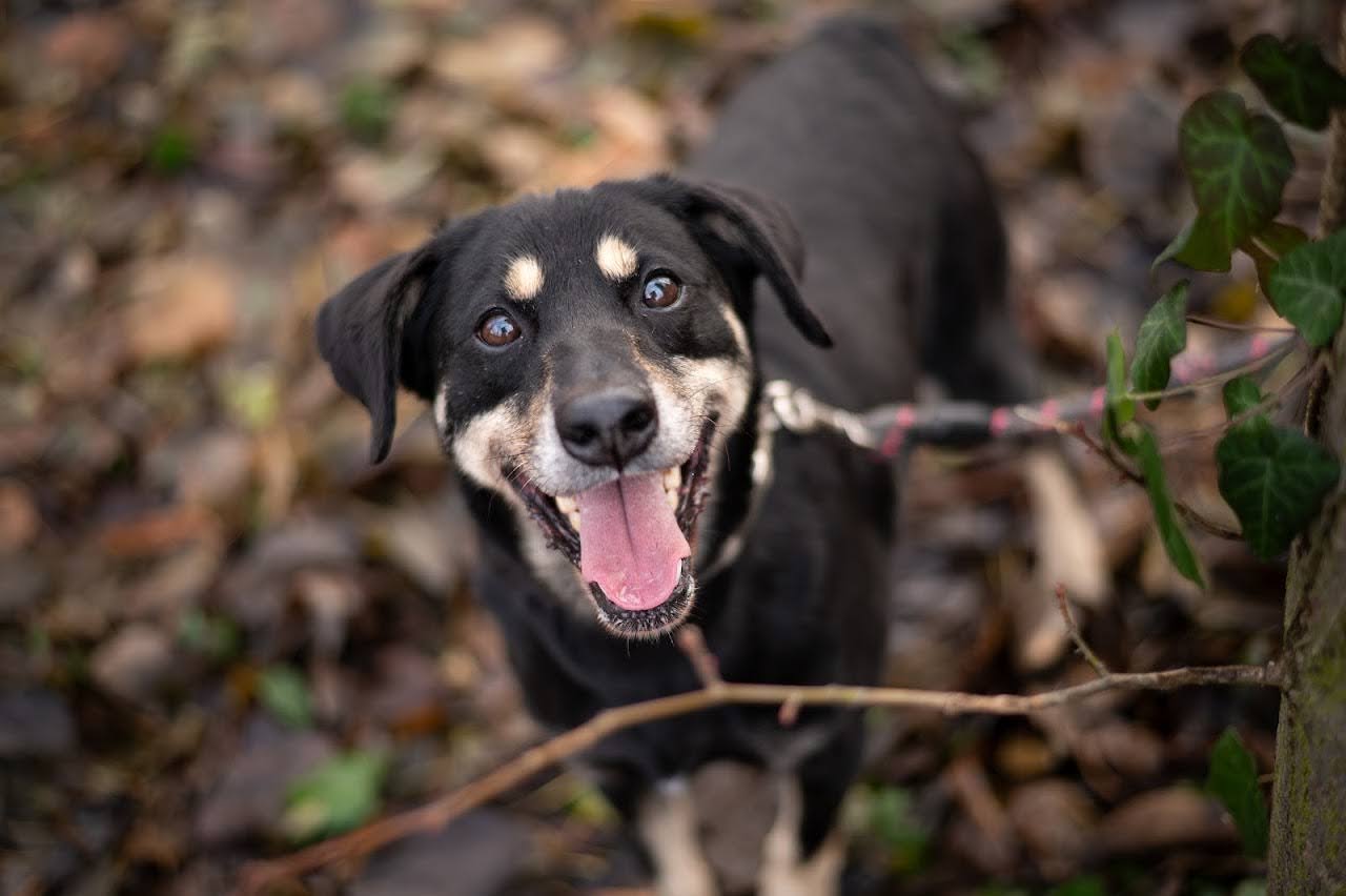 Zbiórka na Schronisko FAUNA